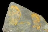 Triple Asaphellus Trilobite Plate With Pos/Neg - Morocco #138932-3
